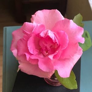 Meet your Posher, Judith